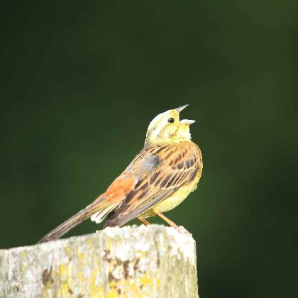 Naturbegegnungen: Ausflug in die Welt der Vögel: Nistkastenbau