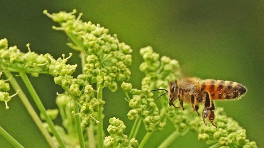 Insekten_Bienen_RobinJ¿hne.jpg