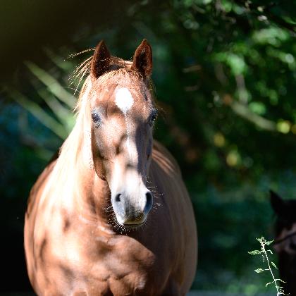 Naturbegegnungen: Das Pferd - mehr als ein Reittier
