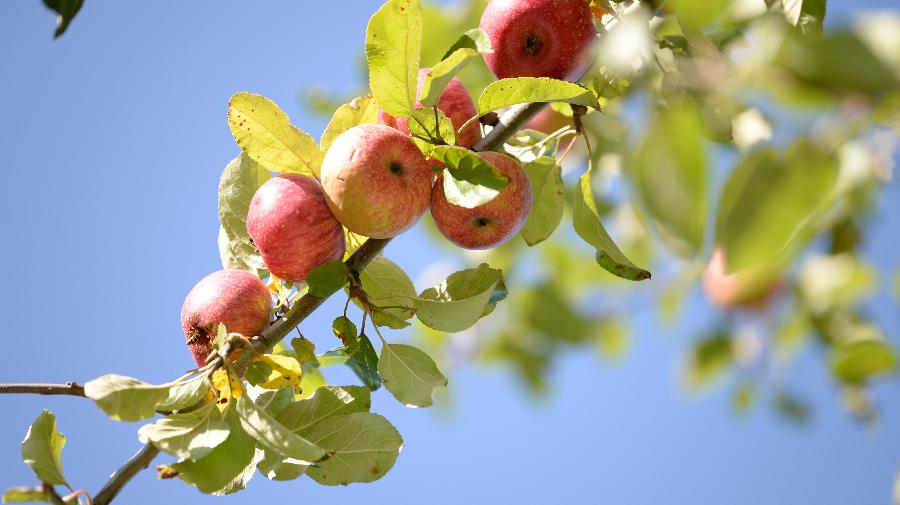 Obst_Apfel_GuidoKlein.JPG