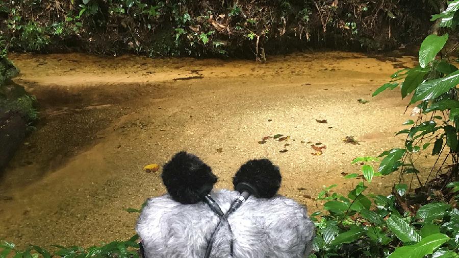 Zwei flauschige Mikrofone am Ufer eines flachen Regenwaldbachs, umgeben von dichter Vegetation.