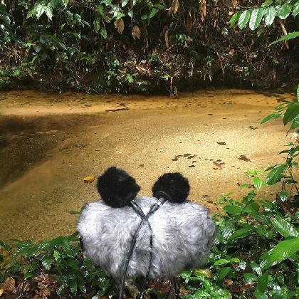 ODZALA: Eine Klangreise in den Regenwald