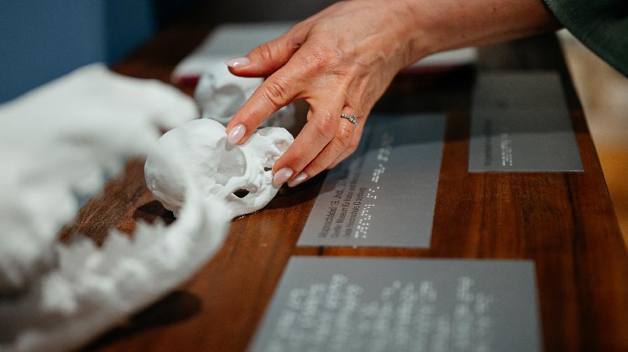 Hand ertastet ein Schädelmodell im Museum.