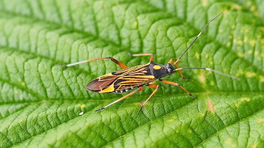 Schwarz-gelb gemusterte Prachtwanze auf grünem Blatt