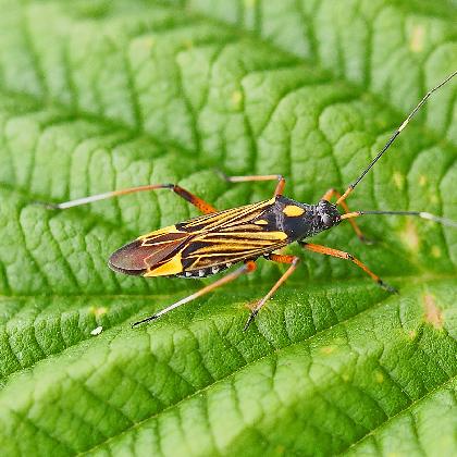 Artenakademie - Insekten rund um den Aasee