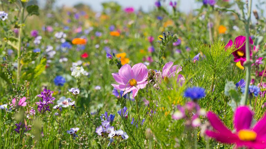 Blumenwiese .jpeg