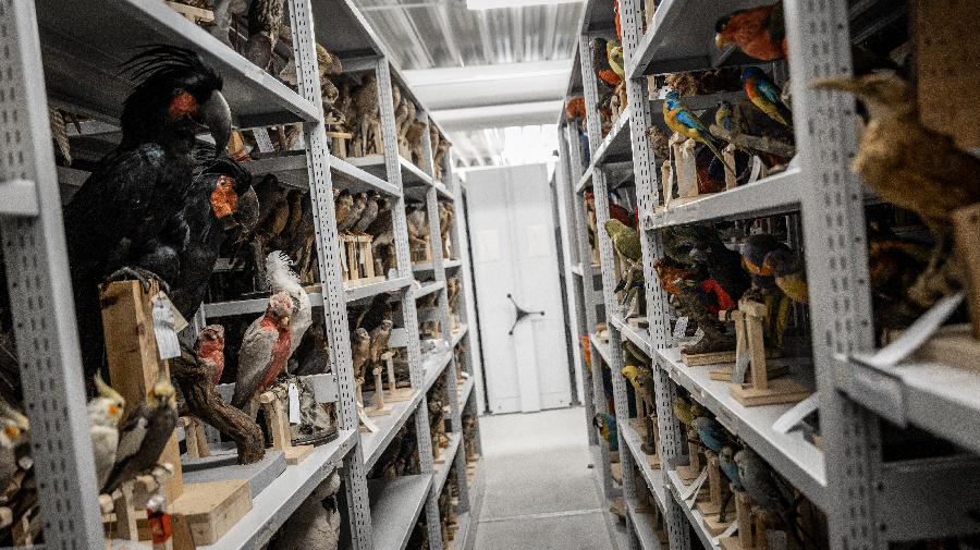 Zwei Regale mit verschiedenen Vögeln.