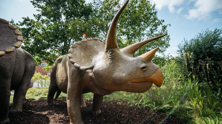 Triceratops-Modelle 