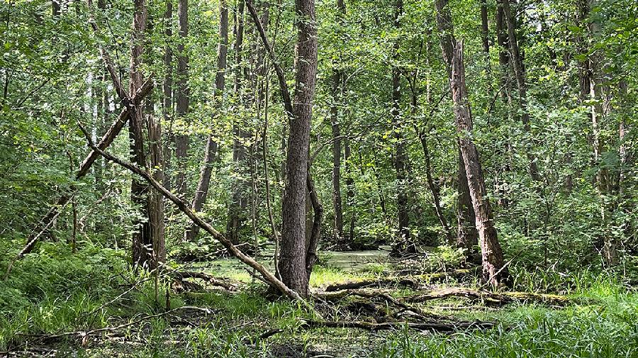 Dichter, grüner Wald mit hohen Bäumen, umgestürzten Ästen und einem Tümpel.