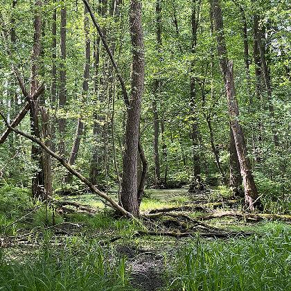 Artenakademie - Die Gehölzflora im Naturschutzgebiet Am Bagno Buchenberg