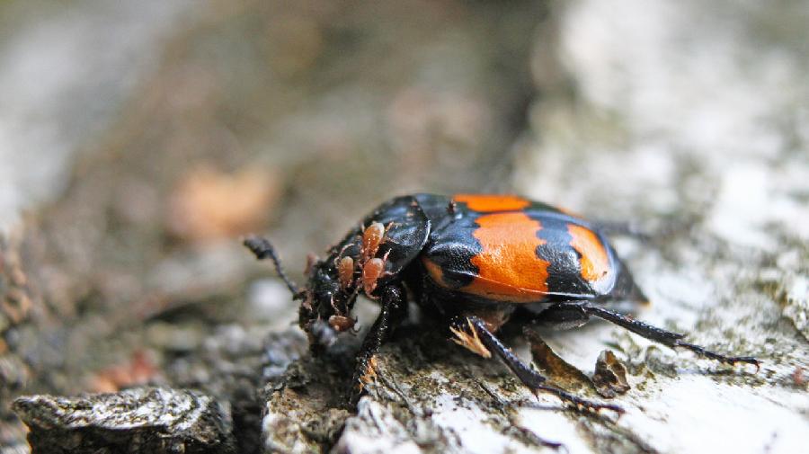 Schwarz-orange gemusterter Käfer auf einem Ast. 