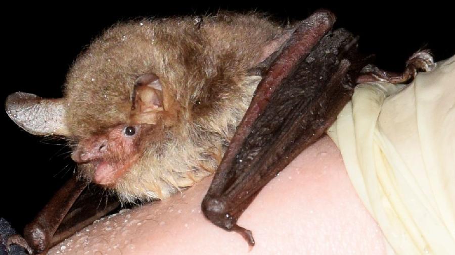 Fransenfledermaus 16x9.jpg
