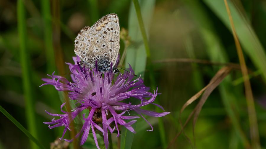 Ein braungepunkteter Schmetterling sitzt auf einer lilanen Blüte auf einer Wiese. 