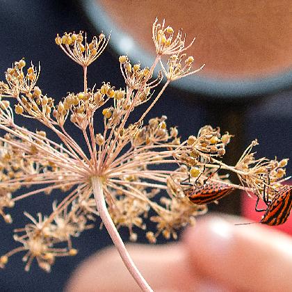 Eisenkraut und Feuerblume
