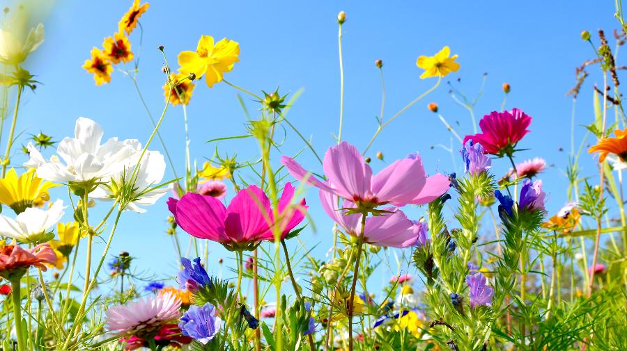 Blumenwiese.jpeg
