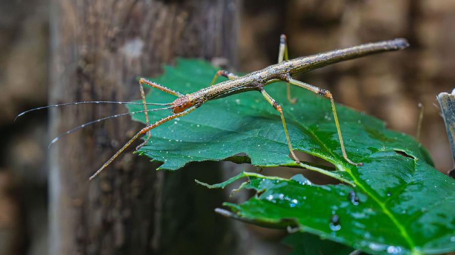 Nui Chua Stabschrecke_Foto Zoo Dortmund.jpg