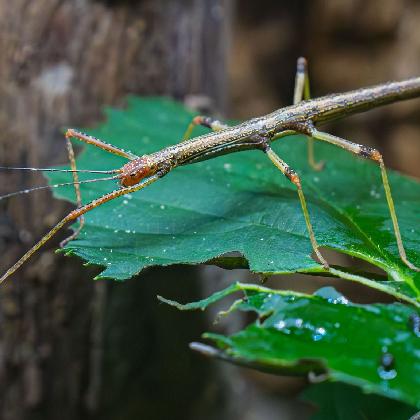 Die Welt der Gliederfüßer