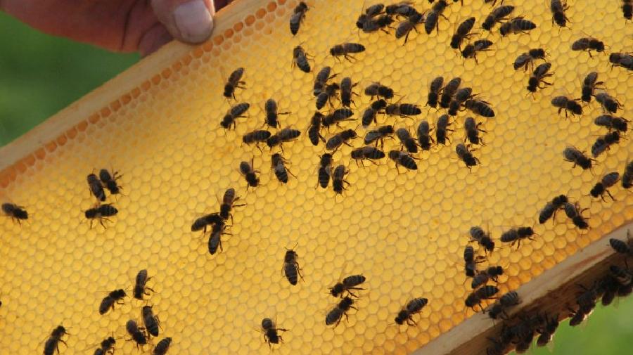 Bienen.jpg