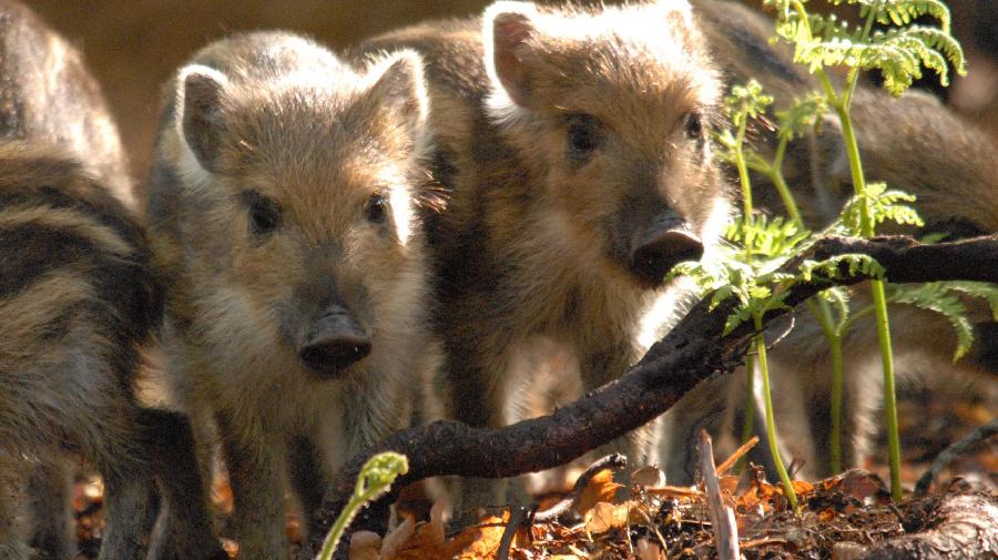 Frischlinge im Wald