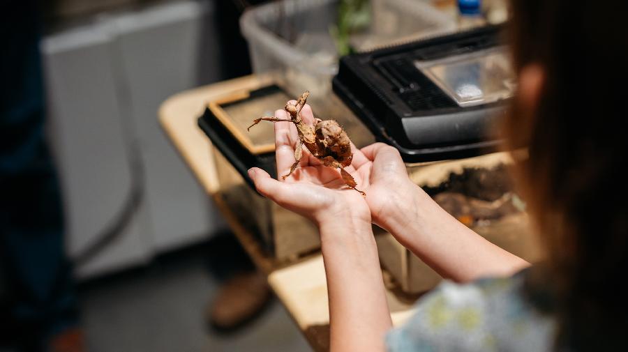 Eine Person hält ein Wandelndes Blatt, im Hintergrund sind Terrarien zu sehen.