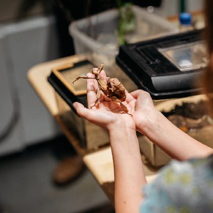 Lange Nacht der Insekten