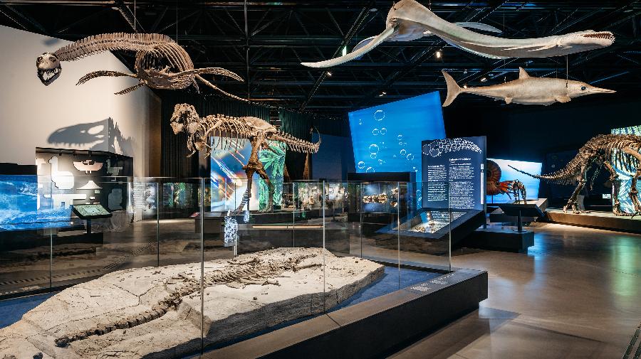Westphaliasaurus+Raum_LAUS_06-07-2026_MFN5174-kl(c)LWL,Steinweg.jpg
