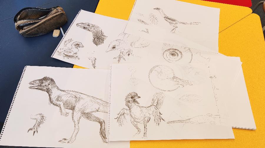 4 Zeichnungen von Fossilien auf Tisch