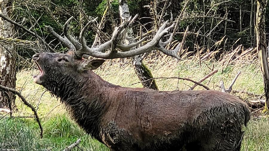 Röhrender Hirsch im Wald. 