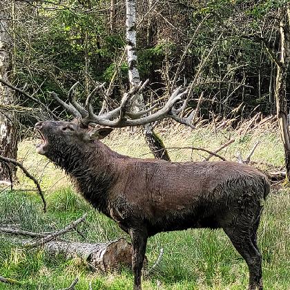 Tiere in den Hochlagen des Sauerlandes
