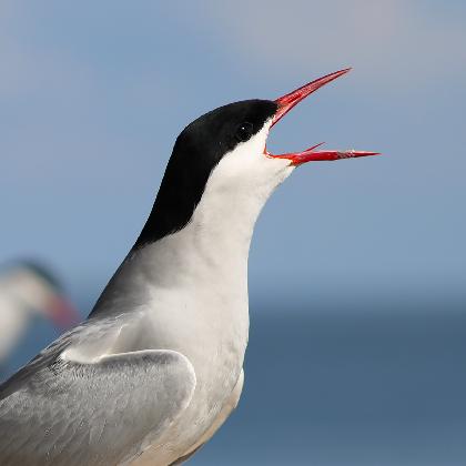 Zugvogeltage im Nationalpark Niedersächsisches Wattenmeer