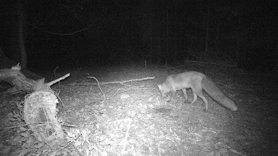 Wildkamera-Aufnahme bei Nacht von einem Fuchs im Gras.