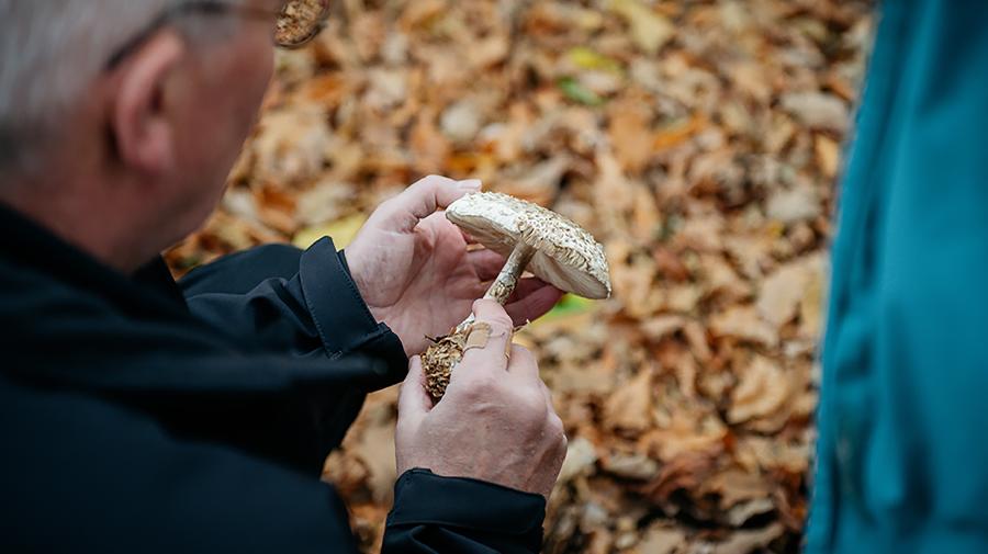 Eine Mann hält einen hellen Pilz in der Hand. Im Hintergrund ist laubbedeckter Waldboden.