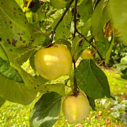 Quitten - die unterschätzte Frucht