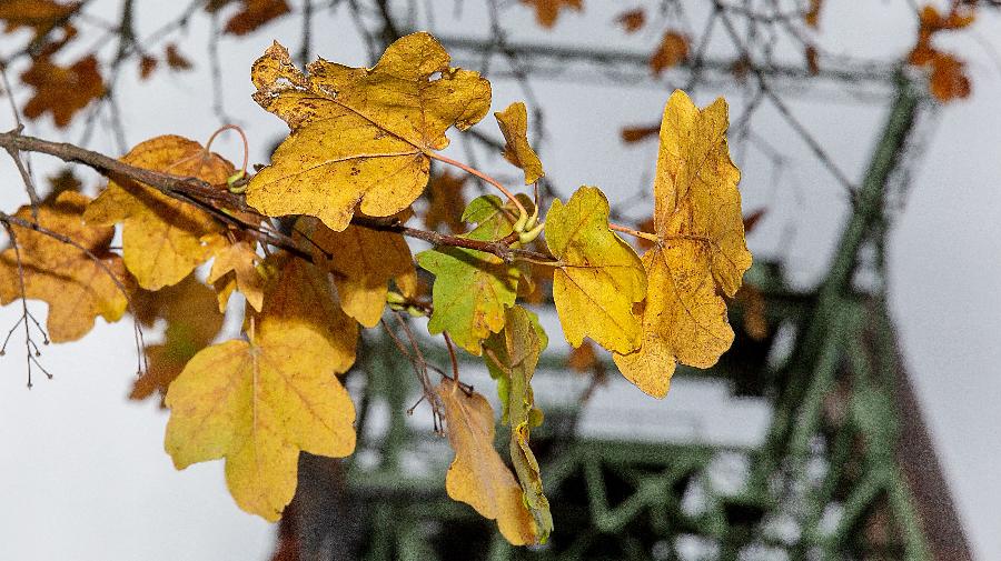 GR¿NE H¿TTE HERBST410 16x9.jpg