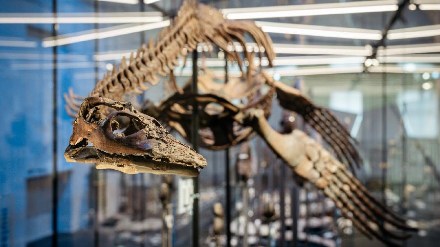 Nahaufnahme des Skeletts des Schwimmsauriers Brancasaurus brancai. 