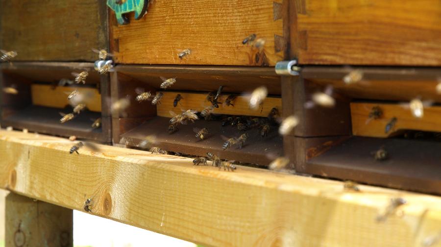 Schwarmzeit am Bienenstand.JPG