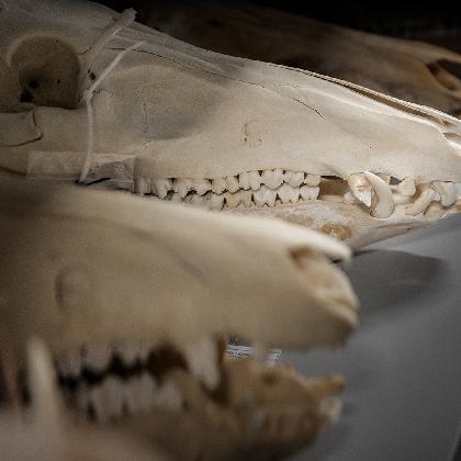 Nachts im Museum: Zwischen Leben und Tod
