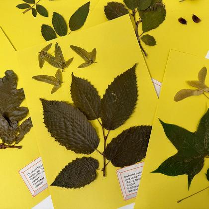 AUSGEBUCHT! Das Herbarium: Natur zum Aufblättern