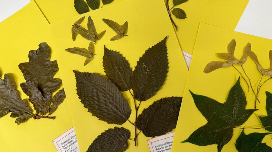 Getrocknete Blätter, die auf gelbem Papier befestigt sind.