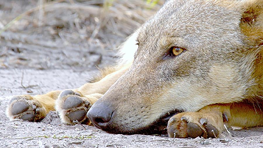 Der Kopf von einem liegenden Wolf mit geöffneten Augen.