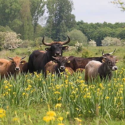 Biber und Auerochse