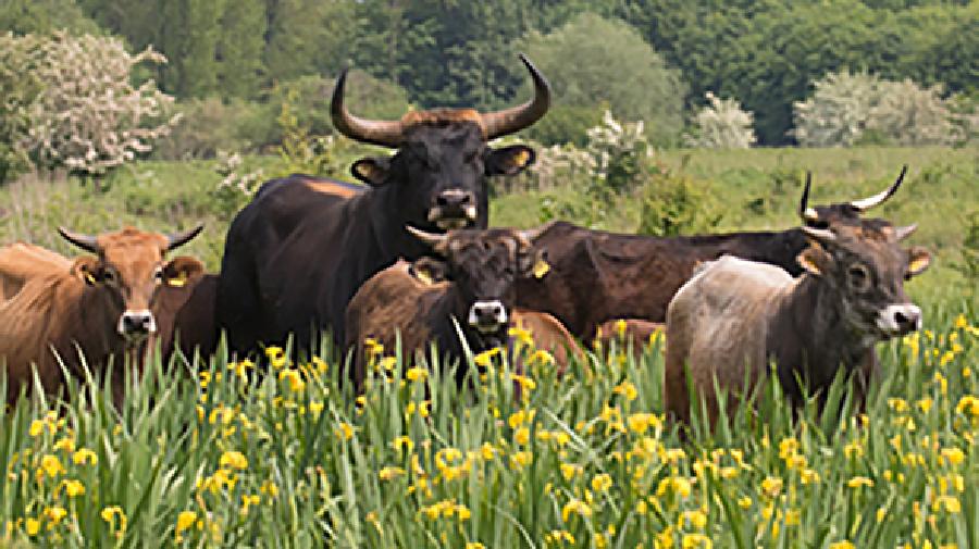 Eine Herde Auerochsen steht auf einer grünen Wiese mit blühendem Löwenzahn.