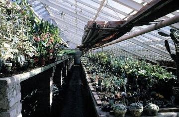 Kakteenzüchterei: Blick durch das Gewächshaus voller Pflanztöpfe