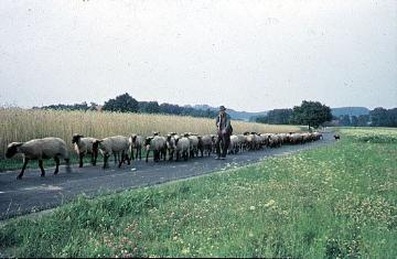 Schäfer mit Schafherde auf einer Landstraße
