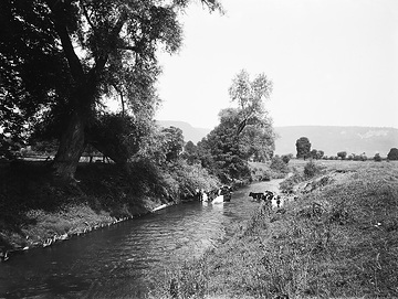 Die Nethe bei Godelheim, mehrere Rinder im Wasser stehend
