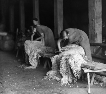 Wanderarbeiterinnen bei der Schafschur