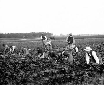 "Runkeln verziehen": Landleute beim Beseitigen von Unkraut und überflüssigen Pflanzen auf einem Rübenfeld in der Soester Boerde