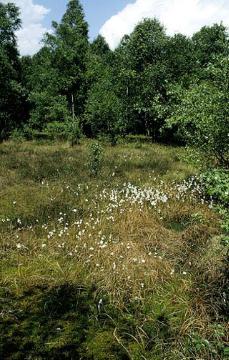 Weißes Venn, Wollgraswiese in der Fürstenkuhle