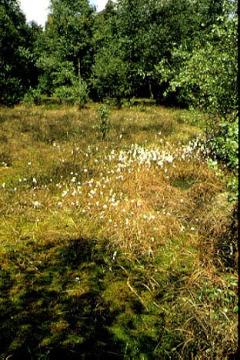 Weißes Venn, Wollgraswiese in der Fürstenkuhle