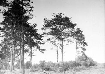 Bäume auf der Coerheide zwischen Coerde und Gelmer